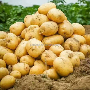 Pommes de terre fraîches biologiques Dégustation sucrée Nouveau <span class=keywords><strong>Corps</strong></span> Produit originaire d'exportation - Product Image 3