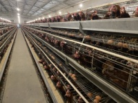 Équipement d'élevage avicole automatique commercial en gros, cage à poules pondeuses de type A et H avec matériau antirouille