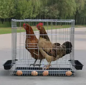 กรงไก่พร้อมถาดไข่และที่ให้อาหาร รูสี่เหลี่ยมเชื่อมติดกัน ทำจากลวดตาข่ายเหล็กกล้าคาร์บอนต่ำชุบสังกะสีสำหรับรั้ว - Product Image 2