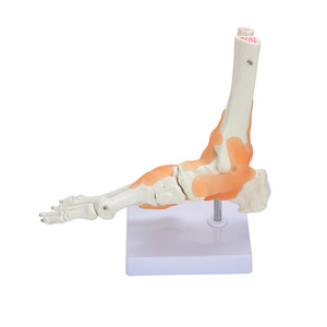 Fournisseur direct d'usine de modèles fonctionnels d'articulations du pied, modèles de pieds pour l'enseignement et la formation des médecins, y compris les ligaments et - Product Image 3