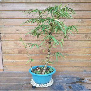 Soportes Metálicos con Ruedas para Macetas, de Alta Calidad y Gran Capacidad de Carga, Artículos de Jardinería - Product Image 1