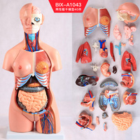 Modèle anatomique du haut du corps masculin et féminin avec organes amovibles, torse anatomique pour la science médicale, outil de démonstration pour les deux sexes
