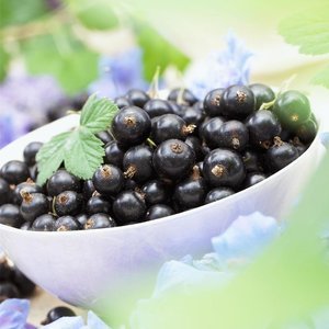 Cấp thực phẩm bán buôn số lượng lớn Hữu Cơ đóng băng khô Blackcurrant nho đen chiết xuất bột - Product Image 3