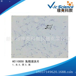 Rabbit semen smear; histology and embryology; reproductive system; animal and plant section specimens; <b>microscope</b> slides. - Product Image 5
