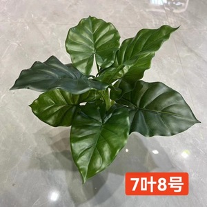ต้นอะโลคาเซียประดิษฐ์ Greenway 7 ใบ ขนาด 30-100 ซม. ตกแต่งภายในบ้าน ทำจากพลาสติกและผ้าไหมสีเขียว - Product Image 2
