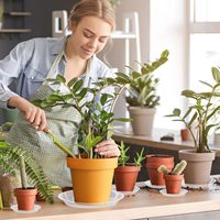Plateau de pot de fleurs en résine transparente blanche moderne avec support de pot de fleurs en plastique épaississant pour le jardin, la maison et la pépinière