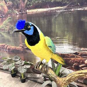 Pájaros africanos: Pájaro <span class=keywords><strong>papamoscas</strong></span> Animatronic de garganta azul personalizado para exhibición - Product Image 2