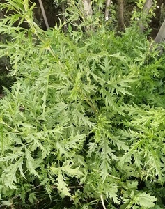 Thé aux feuilles <span class=keywords><strong>d</strong></span>'ortie séchées naturelles, emballage OEM, coupées et tamisées, thé aux herbes aux feuilles <span class=keywords><strong>d</strong></span>'ortie séchées, marque privée, feuilles <span class=keywords><strong>d</strong></span>'ortie <span class=keywords><strong>piquantes</strong></span> séchées - Product Image 6