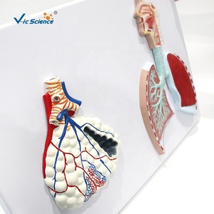 Modelo Anatómico del Sistema Respiratorio Humano y Alvéolos Ampliados para la Enseñanza de Medicina Respiratoria en Facultades de Medicina, con Certificación CE, ISO y ROHS - Product Image 3