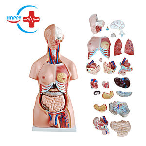 Modèle éducatif humain HC-S240, modèle de torse bisexuel, anatomie avec 23 pièces - Product Image 2