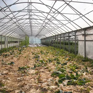 Poly Tunnel Ein schicht ige UV-geschützte Gewächs häuser aus Polyethylen-Kunststoff für die Landwirtschaft