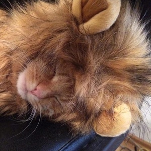 Petdom Chapeau Mignon pour Animaux de Compagnie, Costumes pour Halloween et Noël, Accessoires de Déguisement, Décoration pour Chatons et Chats - Product Image 4