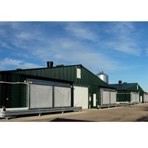 Gà tây gia cầm nhà/gà trang trại đổ - Product Image 5