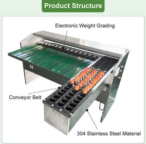 <b>Vegetable</b> <b>Processing</b> Automatic 304 Stainless Steel Washing Grading Sorting and Packing <b>Machine</b> for Sale - Product Image 5