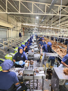 آلة تقشير جوز الهند عالية الكفاءة، خط إنتاج أوتوماتيكي لتقطيع وتقشير جوز الهند وإنتاج ماء جوز الهند - Product Image 4