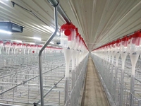 Cages de maternité pour porcs neuves de haute qualité en acier galvanisé à chaud avec système d'alimentation automatique