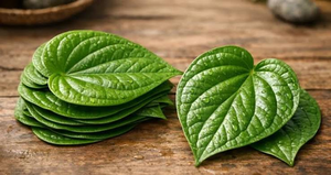 Feuilles de Bétel Entières Fraîches Naturelles Vertes pour la Cuisine Traditionnelle, les Herbes Aromatiques et l'Usage Quotidien Domestique - Product Image 5