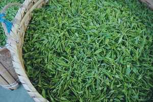 सिंगल एस्टेट चीनी प्रसिद्ध ग्रीन टी प्रीमियम हाई माउंटेन चाय प्राइवेट लेबल सोंगलूओ ग्रीन टी के साथ - Product Image 5