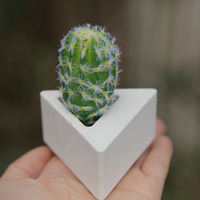 Mini pot de fleurs triangulaire en ciment blanc mat avec trou de drainage, pour mini-plantes de bureau, couleur et logo personnalisables, vente en gros