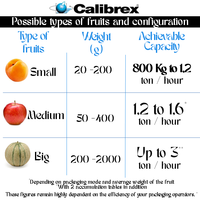 Máquina clasificadora de peso multifuncional pequeña CALIBREX fabricada en Francia para tomate y melón con mesa elevadora de rodillos
