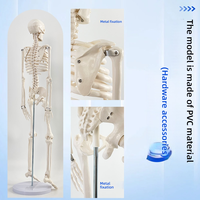 Modelo de esqueleto adulto de cuerpo completo de PVC de 85cm para entrenamiento de Ciencias Médicas modelo de Anatomía de la columna vertebral