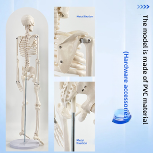 Modelo de esqueleto adulto de <span class=keywords><strong>cuerpo</strong></span> completo de PVC de 85cm para entrenamiento de Ciencias Médicas modelo de Anatomía de la columna vertebral - Product Image 2