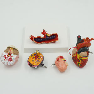 Modèle d'haute pression pour anatomie du cerveau, anatomie, cœur et cerveau, équipement éducatif, démonstration d'anatomie - Product Image 4