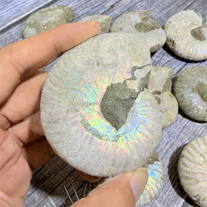 Fósil de Amonita Arcoíris con Superficie Iridiscente Sin Pulir, Espécimen Natural de Cefalópodo para Investigación Palaeontológica y Exhibición en Vitrinas - Product Image 1