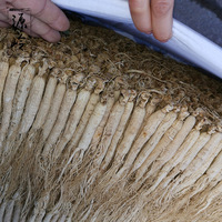 Rhizome de ginseng de la région des montagnes du Changbai en Chine, racines entières pour les herbes