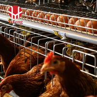 Cage à poulets de type A, cage automatique à batterie, 4 niveaux, collecte des œufs, convoyeur à fumier, abreuvoir à tétine, acier galvanisé, 3 niveaux