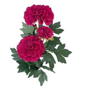 ดอกดาเลียประดิษฐ์สีส้มจาก Meiduo Flower Industry ดอกสามดอก ช่อดอกเดียว ก้านเดี่ยว ตกแต่งบ้าน ตกแต่งงานแต่งงาน - Product Image 3