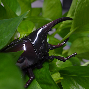 Hot bán giáo dục cảm giác Mini kéo trở lại Bọ Cánh Cứng côn trùng mô hình nhựa ABS tuyệt vời cho trẻ em lứa tuổi 5-14 unisex chaobang - Product Image 2