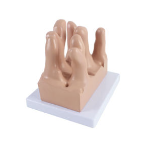 Modelo anatómico de vellosidades intestinales humanas de tipos verticales médicos - Product Image 5