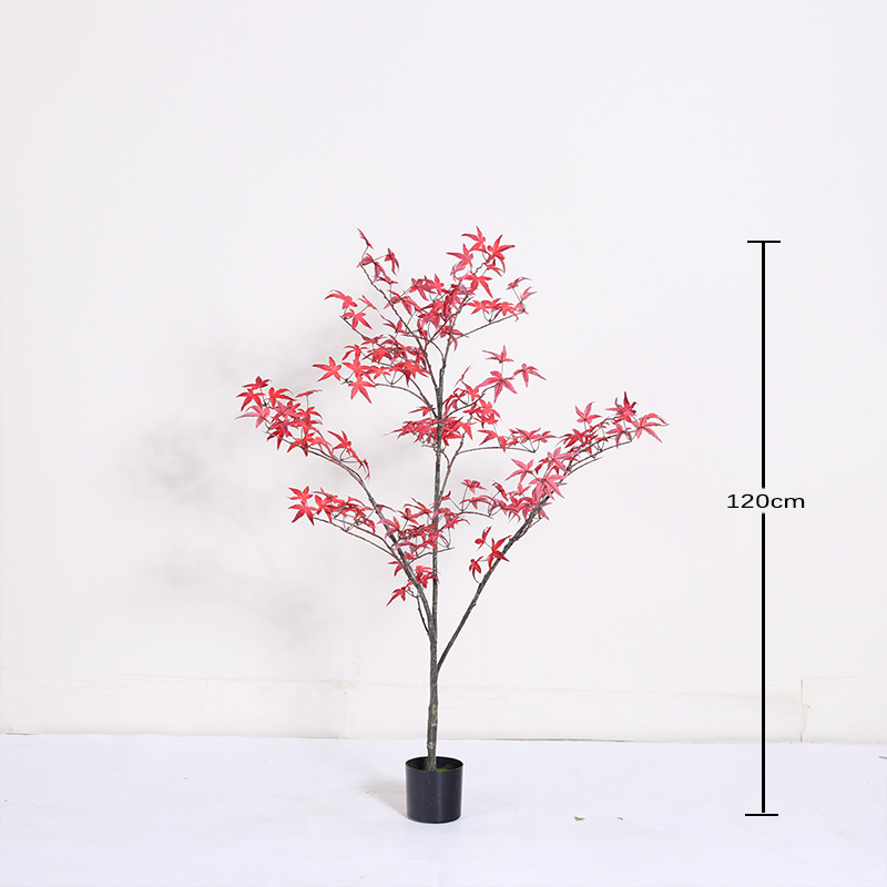 Bonsaï mini érable rouge régulier - 120cm