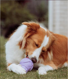 Bio basiertes Gummi und umwelt freundliches Haustiers pielzeug Großhandel Kau spielzeug für Haustiere - Product Image 5