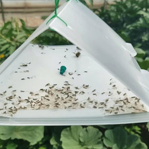 Trampa de señuelo de feromonas sólidas para té Geometrid Moth Ectropis Obliqua Medidor de insectos efectivo y Control de polilla de Looper de té - Product Image 3