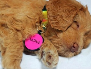 Targhette NFC in Silicone Personalizzate per Cani con Stampa Personalizzata, Opzioni Multicolore e Logo Personalizzato per Vendita all'Ingrosso - Product Image 5