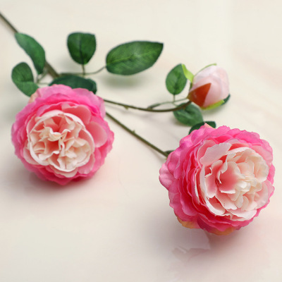 ดอกโบตั๋นสามหัว