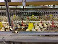 Prémélange complet en poudre 5% pour poussins en pré-couche pour une croissance saine des poussins - Modèle 3350 Certifié ISO9001:2015 Aliment pour volailles Stimulateur de ponte