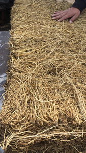 1KG de racines naturelles brutes de radix gentianae, vente à l'eau - Product Image 4