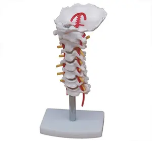 用于医学学校BC1025-33的人颈椎椎柱