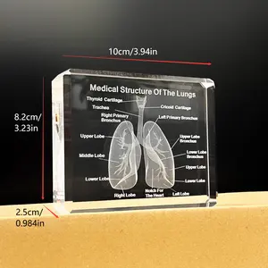 Schlussverkauf Kristall 3D wissenschaftliches und pädagogisches Festkristallmodell Lasergravur Lungen Haus- und Bürodekoration Kardiologie-Geschenke