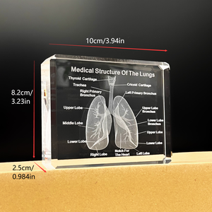 Producto al por mayor en Stock K9 Cristal Tallado 3D pulmones modelo exclusivo bloque de cristal hogar cardiología regalo para la decoración de la oficina del médico - Product Image 2
