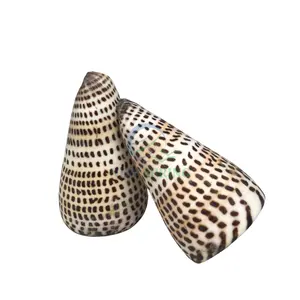 Wholesales Sea Shell Lettered Cone Sea Shells For Decorative Stock Available Ready To Export