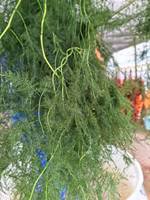 Asperges stabilisées congelées en gros de Chine, plantes préservées, asperges blanches et vertes séchées, fougères préservées pour la décoration d'événements