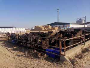 <span class=keywords><strong>Abreuvoir</strong></span> pour <span class=keywords><strong>chevaux</strong></span> de haute qualité, équipement d'élevage, avec chauffage, durable, résistant aux UV, en plastique pour l'extérieur, abreuvoirs pour animaux - Product Image 6