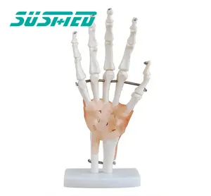 Factory hot sale Hand Joint skeleton model with Ligaments of PVC for medical science and teaching usage