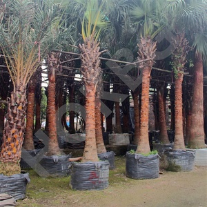 Hokbg ถุงปลูก120lt 30แกลลอนถุงพลาสติก PP ทรงตัวสำหรับต้นปาล์ม - Product Image 3