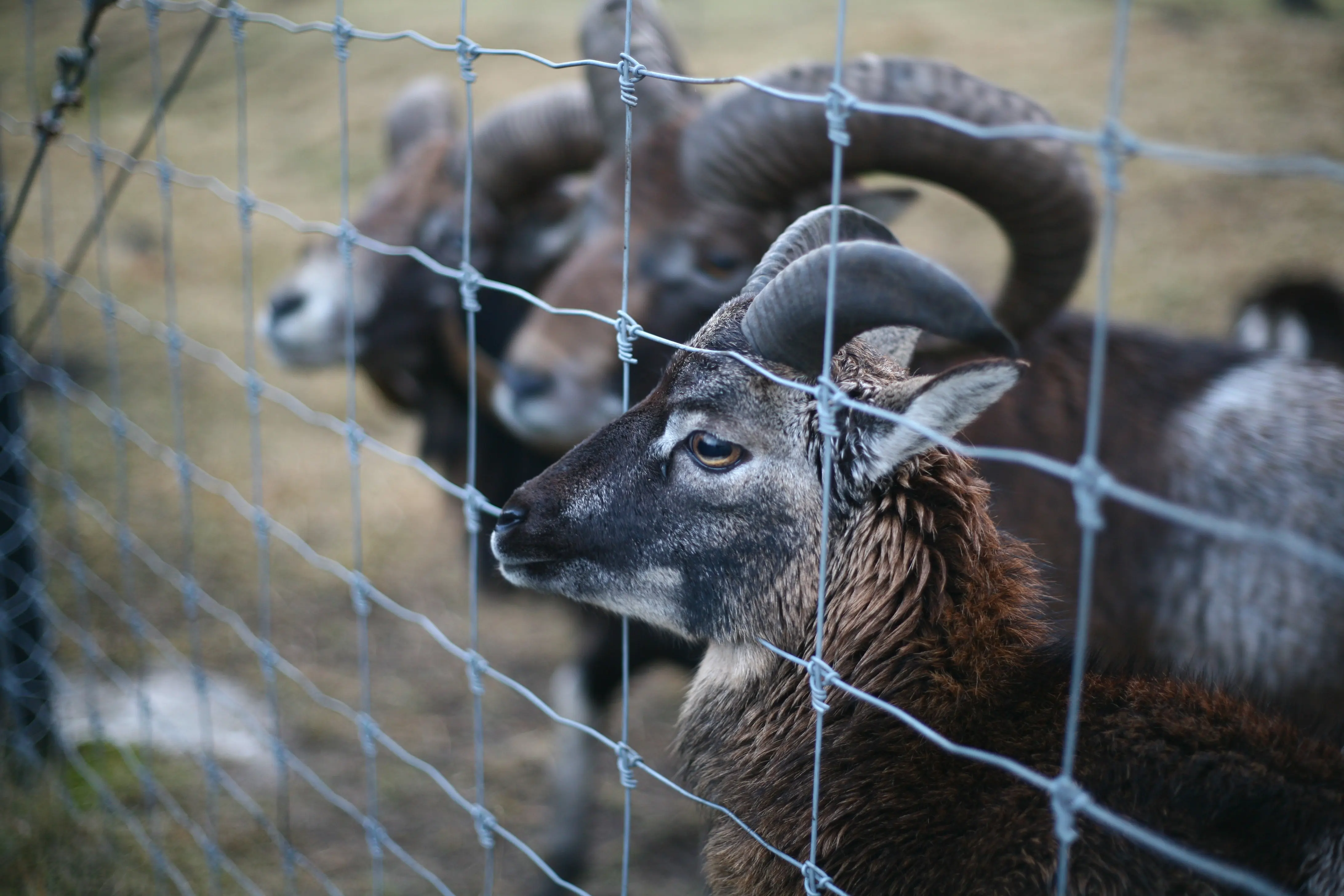 Farm Animal Goat Deer Fence Livestock Fence Cattle Horse Sheep Grassland Field Fence