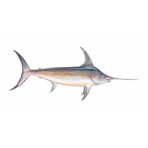 นากทะเลแช่แข็งจับได้ iqf 20กก. แพ็คจำนวนมากอินเดียมหาสมุทรอาหารทะเลสำหรับการส่งออก - Product Image 3